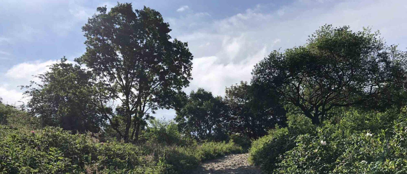 Herbestemming: Gebouw 8 – Zaandam